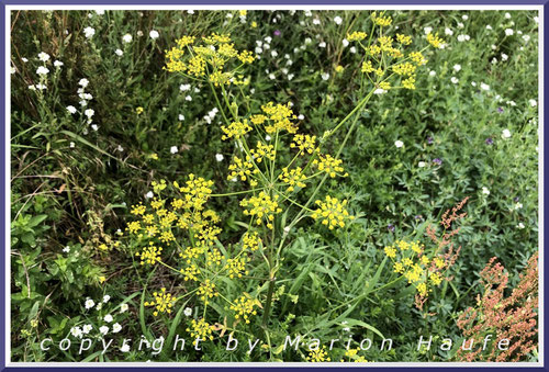 Die Pastinake (Pastinaca sativa) ist unser einziger Doldenblüter mit gelben Blüten und viel seltener als die Wilde Möhre (Dauchus carota).