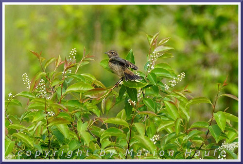 Schwarzkehlchen-Jungvogel, 23.05.2020, Nähe Hahneberg/Berlin.