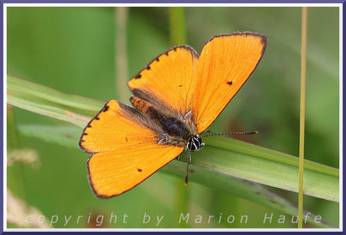 Großer Feuerfalter (Lycaena dispar), 14.06.2024, Rügen/Mecklenburg-Vorpommern.