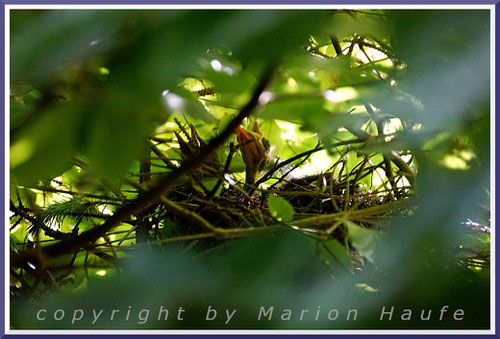 Jungvögel im Nest, 15.06.2021, Prerow/Mecklenburg-Vorpommern.