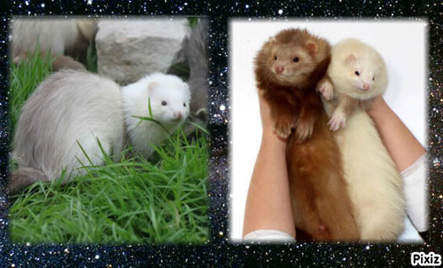 Cliquez sur la photos afin de voir ses splendeurs!
