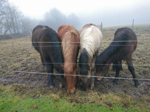 Från vänster: Eifur (son till Myrkva), Silje, Mimir (son till Manadis) och Dida.