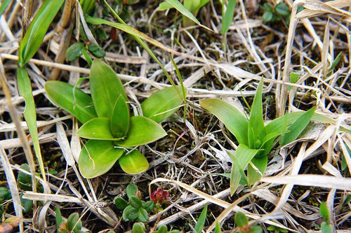 　左：ノギラン、右：ネバリノギラン (粘芒蘭)の新芽　どちらもノギラン科