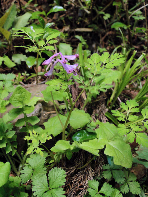 ＃４　ムラサキケマンの茎や葉の様子　2010.04.30　栃木県足利市　alt=257m