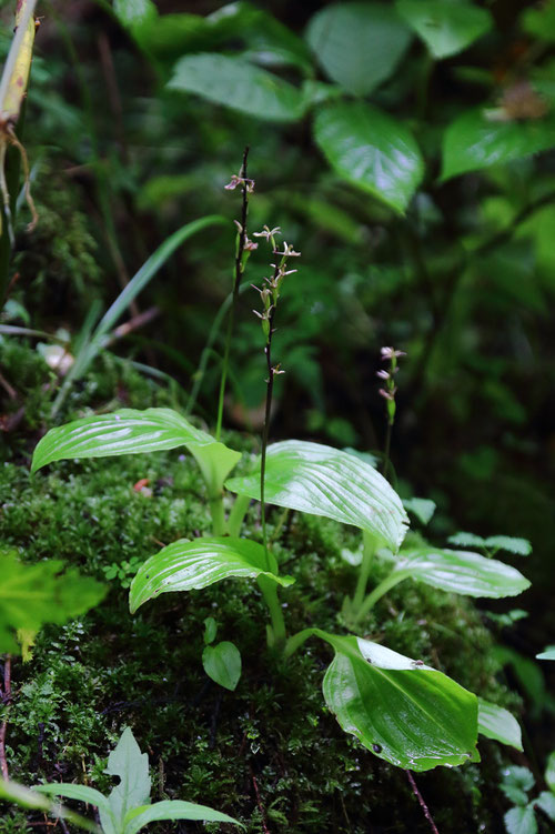 絶滅危惧ⅠＢ類の植物。分布域は広いが、自生地は限定され、今まで出会えなかった