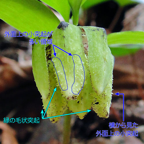 ＃１４　コシノコバイモの花被片外面の突起