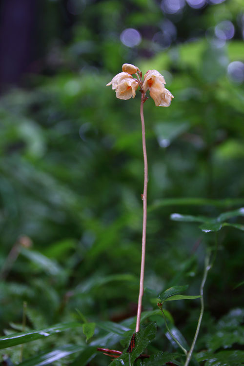 小雨が降っていたが、それが幸いしてナヨテンマが生き生きとして見えた