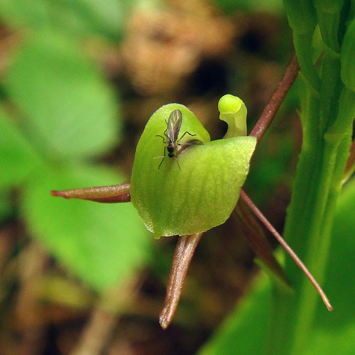 シテンクモキリの花に訪れた昆虫