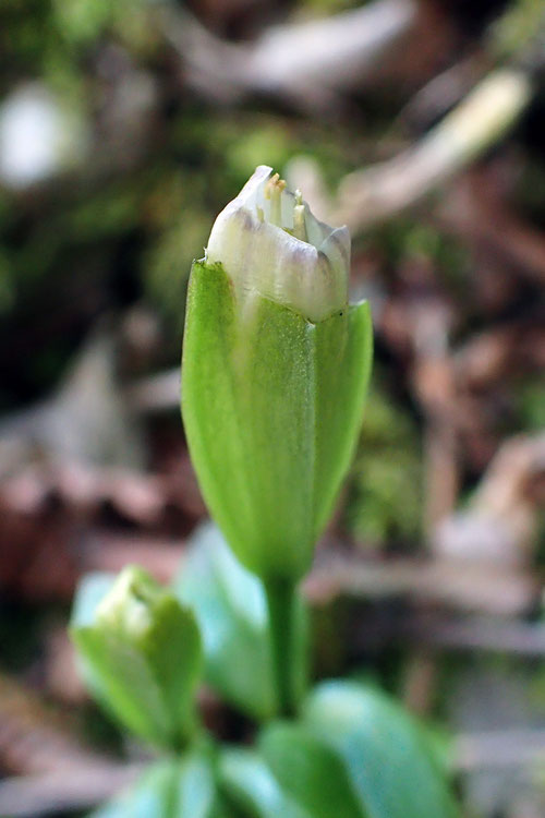 わずかに開いたチチブリンドウの花　絶滅危惧1B類に指定された希少種