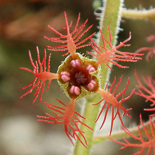 ミカワチャルメルソウ　花弁多裂し・・更に一部の裂片が2〜3裂している花もあった。　面白い！