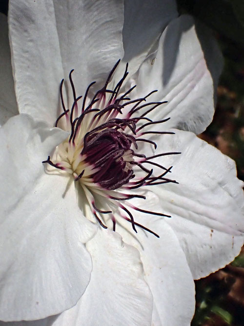 カザグルマの花の中央には、暗紫色の葯の雄しべが多数あります