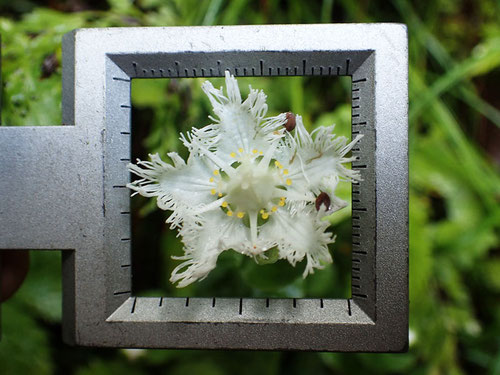 スケールの１辺は25mmなので...　花の径もそれくらい