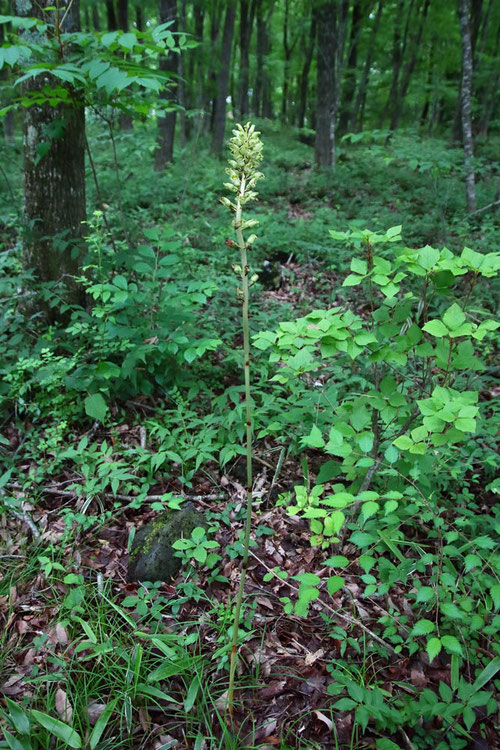 ＃１　アオテンマ　　2016.06.14　山梨県南都留郡　alt=990m