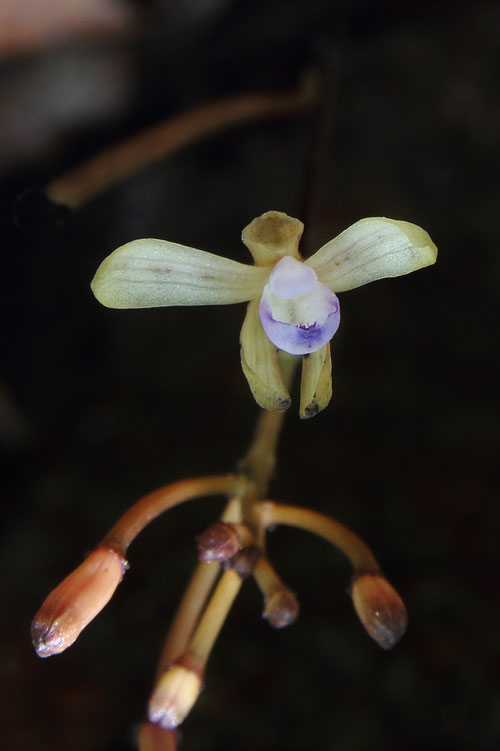 草姿はクロムヨウランに似ているが、クロムヨウランは花が開くことはない