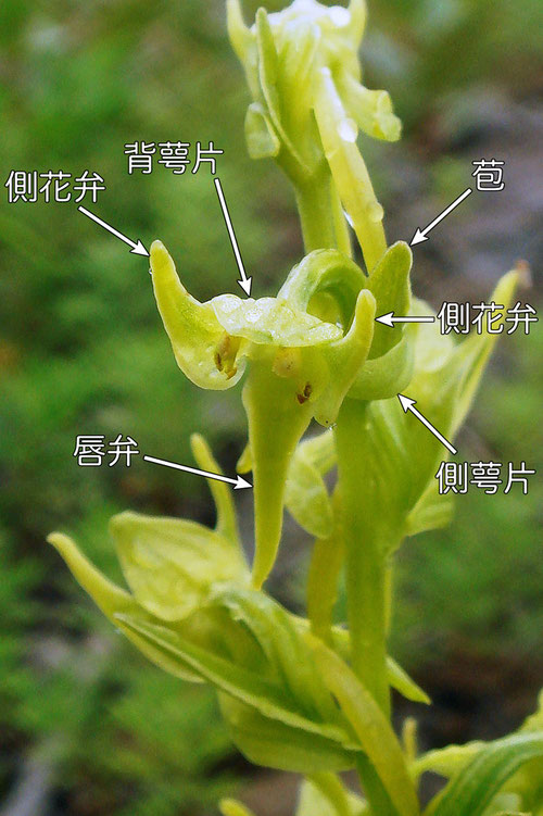 ＃５　タカネサギソウの花の各部の名称−花の正面　　2015.07.19　長野県