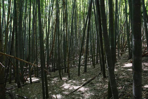 クロヤツシロラン自生地の竹林