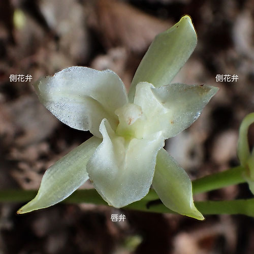 サガミランの側花弁には、唇弁にあるような隆起線があります。画像は90°右回転