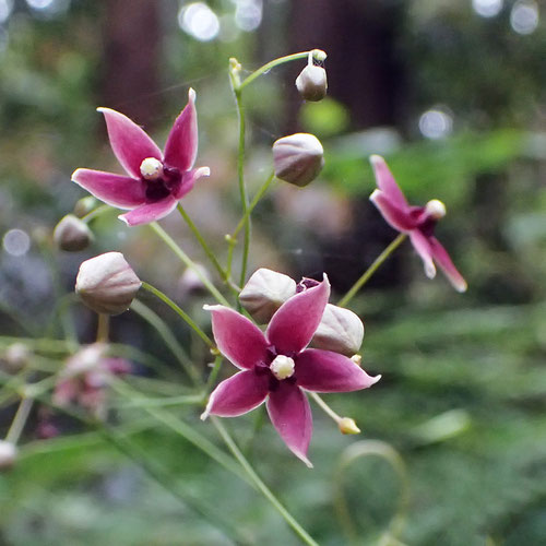 クサナギオゴケの花