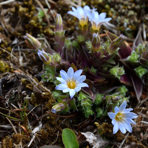 コケリンドウ (苔竜胆)　リンドウ科 リンドウ属　　とにかく小さいリンドウです