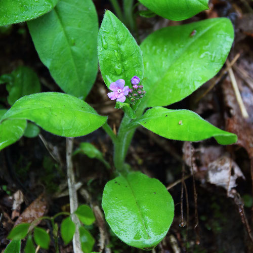 エチゴルリソウ　開花直後の赤紫色が濃い花