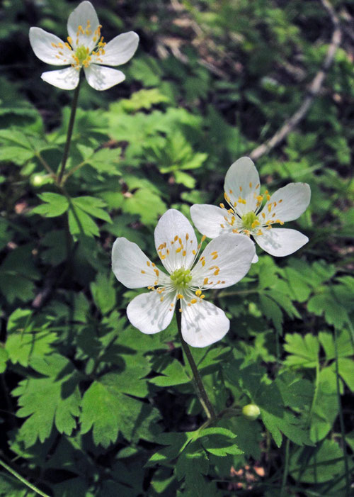 ＃１ サンリンソウ 2010.06.06 長野県茅野市 alt=1720m