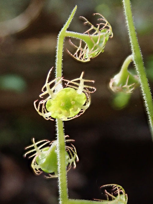 コチャルメルソウの花。何回見ても不思議な形だと思う