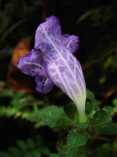 ユキミバナの花の後姿