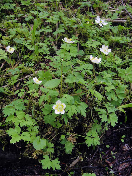 ＃２ サンリンソウ 2010.06.06 長野県茅野市 alt=1720m