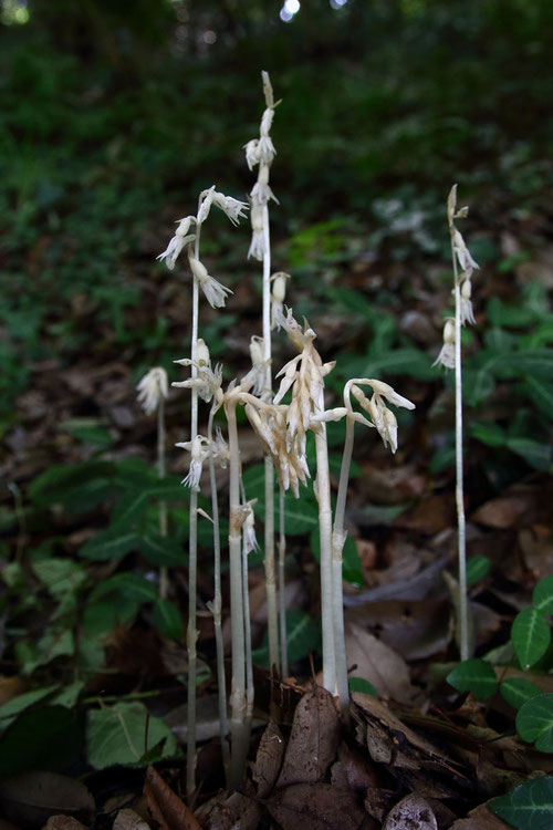 タシロランの茎がビシ！っと直立する姿がいいネ