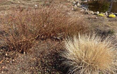Wer findet die Ente auf dem Nest?