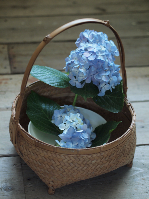 どんどん大きくなる我が家の紫陽花。