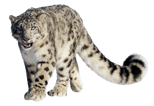 Image animaux detourée transparent sur fond blanc leopard panthere des neiges png