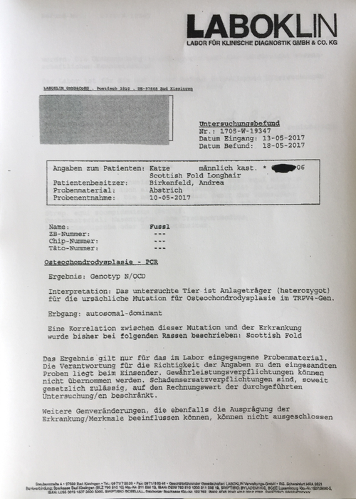 DNA-Test von Faltohrkater Fussl (OCD/ocd), der an Osteochondrodysplasie erkrankt ist
