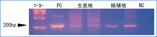 図７　電気泳動像