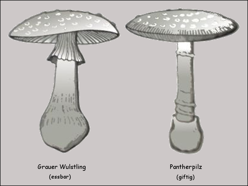 Grauer Wulstling, Pantherpilz