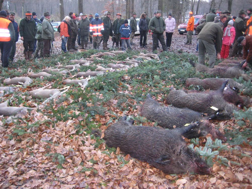 Jagdstrecke nach einer Drückjagd