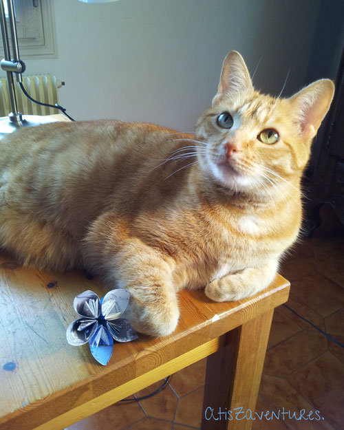 Atis  le chat roux qui aimait les fleurs de papier