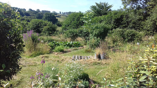 Young forest garden