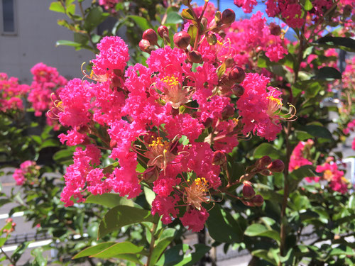 目黒川緑道で暑さに負けず、美しく咲く花