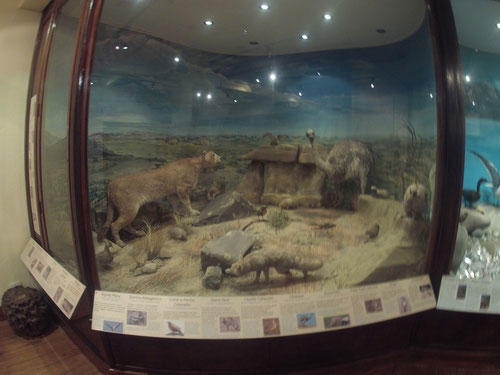 Diorama de animales en el Museo de la Patagonia