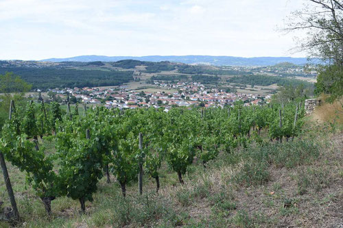 forez-vineyard-auvergne-france