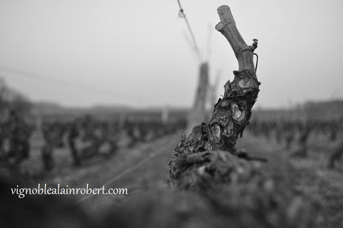 pruning-workshop-Vouvray-vineyard-Loire-Valley-Loire-Wine-Tours-Myriam-Fouasse-Robert