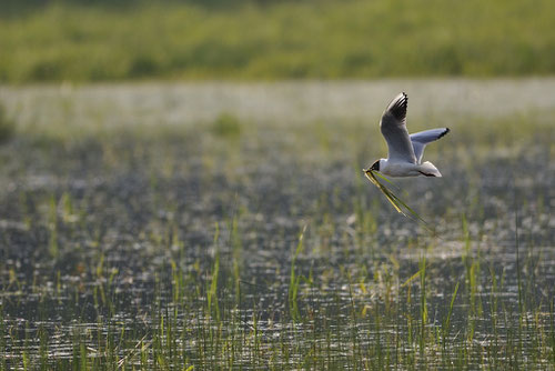 Offrande amoureuse de la Mouette rieuse - Chroicocephalus ridibundus - St Michel en Brenne (36) - Mai 2010