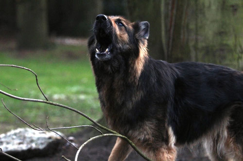 Blog Susanne Orru Benterbuschs Webseite - 