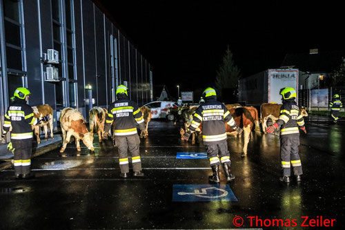 Feuerwehr; Blaulicht; BFV Knittelfeld; Kühe; Stadtgebiet;