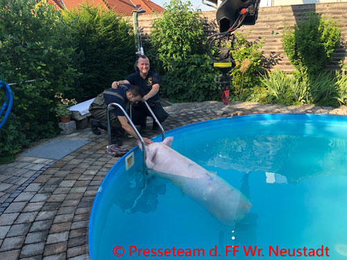 © Presseteam der Freiwilligen Feuerwehr Wiener Neustadt