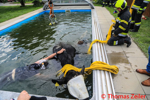 Feuerwehr; Blaulicht; BFV Knittelfeld; Kuh; Swimmingpool; Pool; 600 kg schwer; Apfelberg;