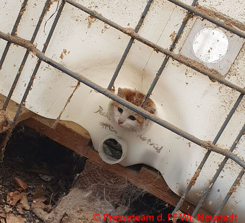 Feuerwehr; Blaulicht; FF Wiener Neustadt; Katze; Kunststofftank; stecken bleiben;