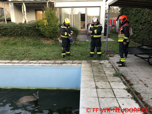 Feuerwehr; Blaulicht; FF Wiener Neudorf; Rehe; Pool; Garten;