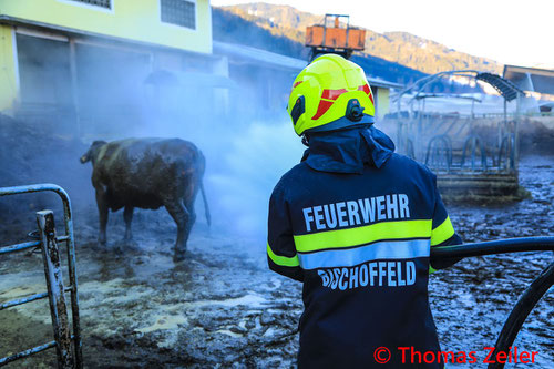 Feuerwehr; Blaulicht; BFV Knittelfeld; Kuh; Jauchegrube; Befreiung;